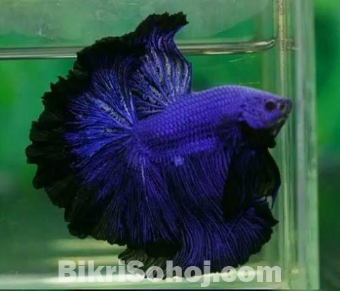 Thailand er imported betta